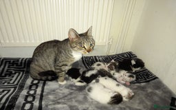 British Shorthair cats for sale: Adorable Kittens Looking for a Loving Home - Image 12