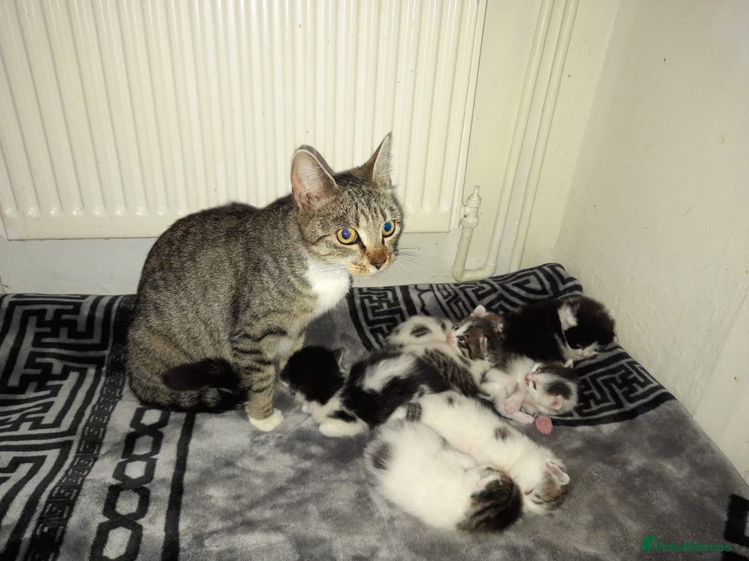 British Shorthair cats for sale: Adorable Kittens Looking for a Loving Home - Image 12