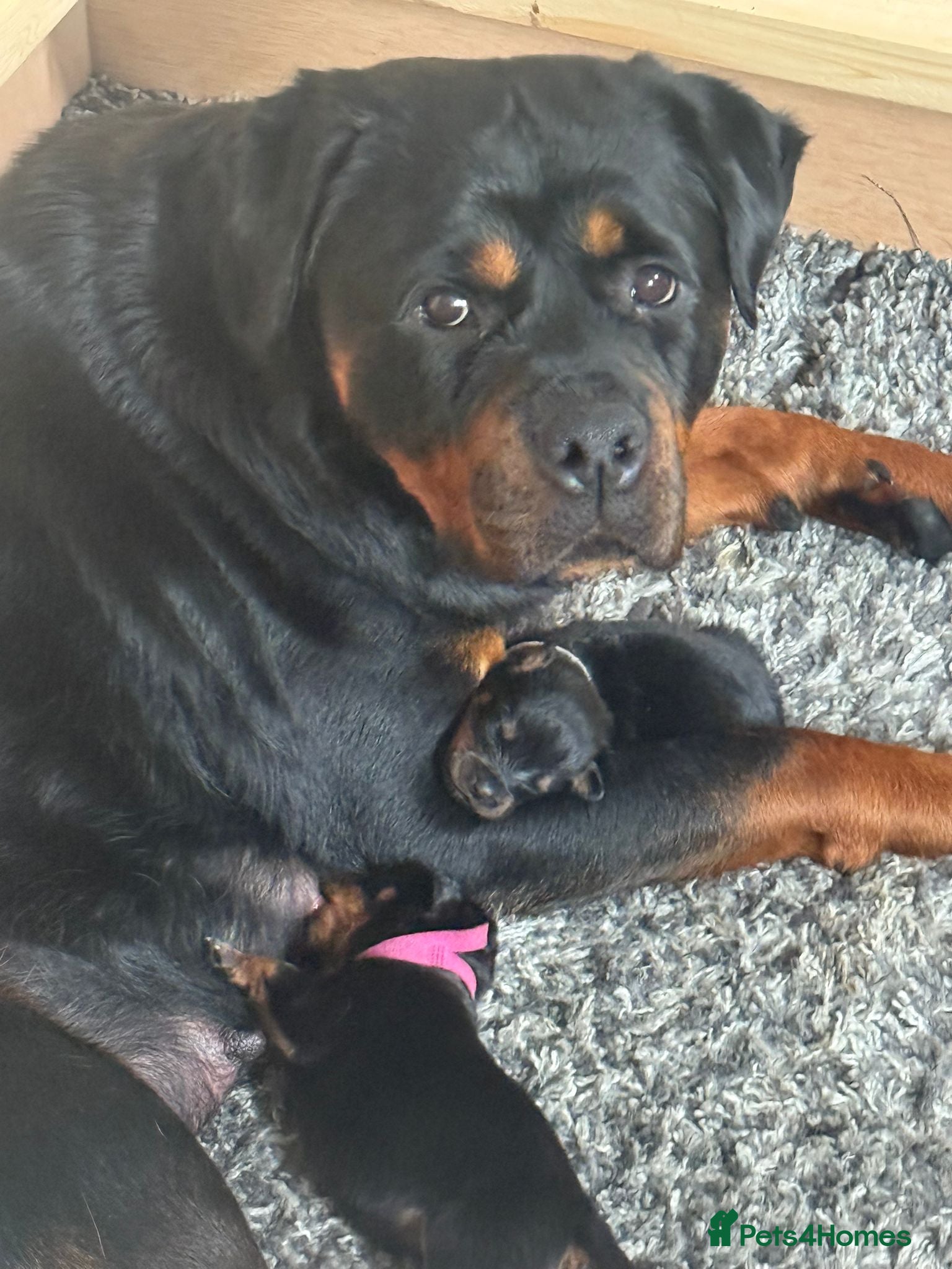 Rottweiler dogs Pedigree Rottweiler puppies - Advert 1