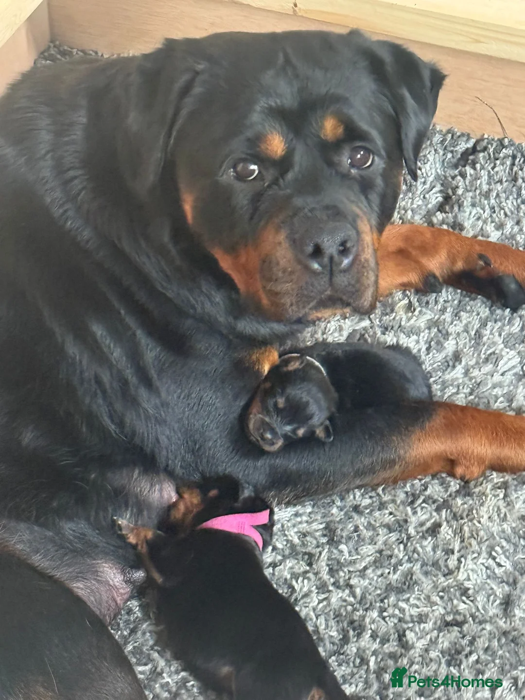 Rottweiler dogs for sale: Rottweiler puppy - Advert 2
