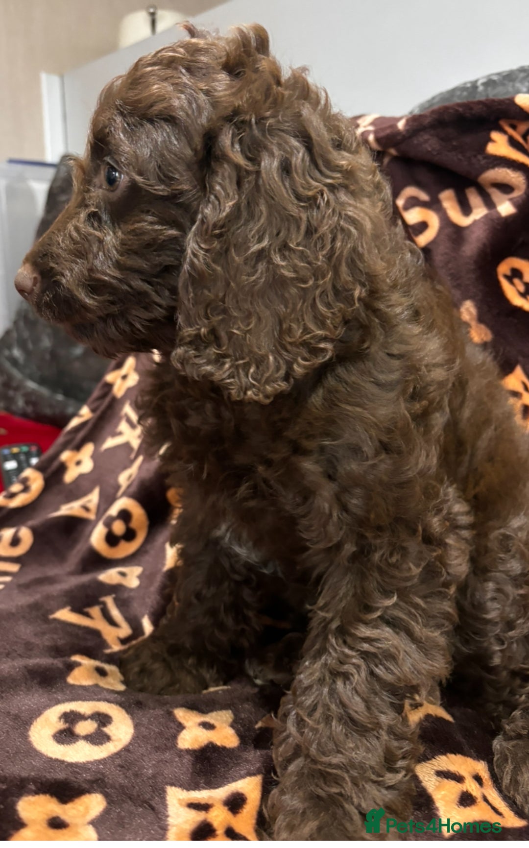 Cockapoo dogs for sale: Gorgeous litter of cockapoo puppies  - Advert 8