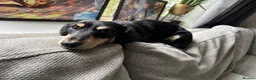 Miniature Dachshund dogs for sale: Purebred Longhair Mini Daschund for Rehoming - Advert 3