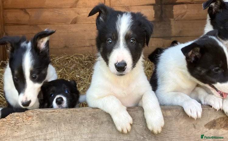 Border Collie dogs - Advert 10
