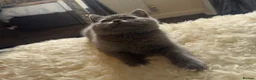 British Shorthair cats for sale:     Cute Blue & Cream BSH Kittens  - Advert 9