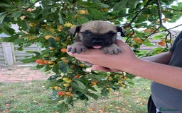 Great Dane dogs for sale: Beautiful Great Dane pups - Image 23