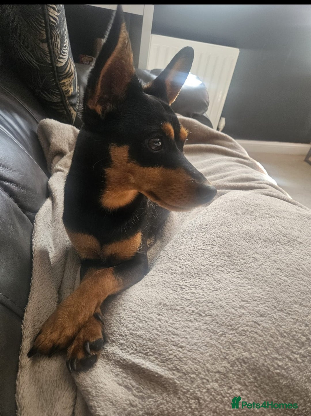 Mixed Breed dogs for sale: Gentle loving puppy selling due to family illness  - Image 2