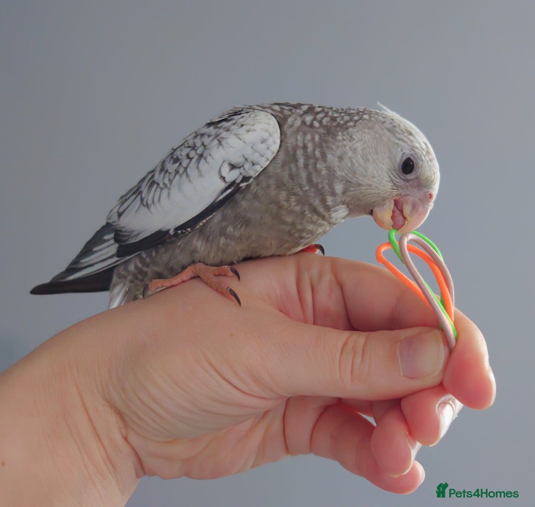 Cockatiels birds for sale: Hand reared silly tame DNA sexed baby cockatiels  - Image 23