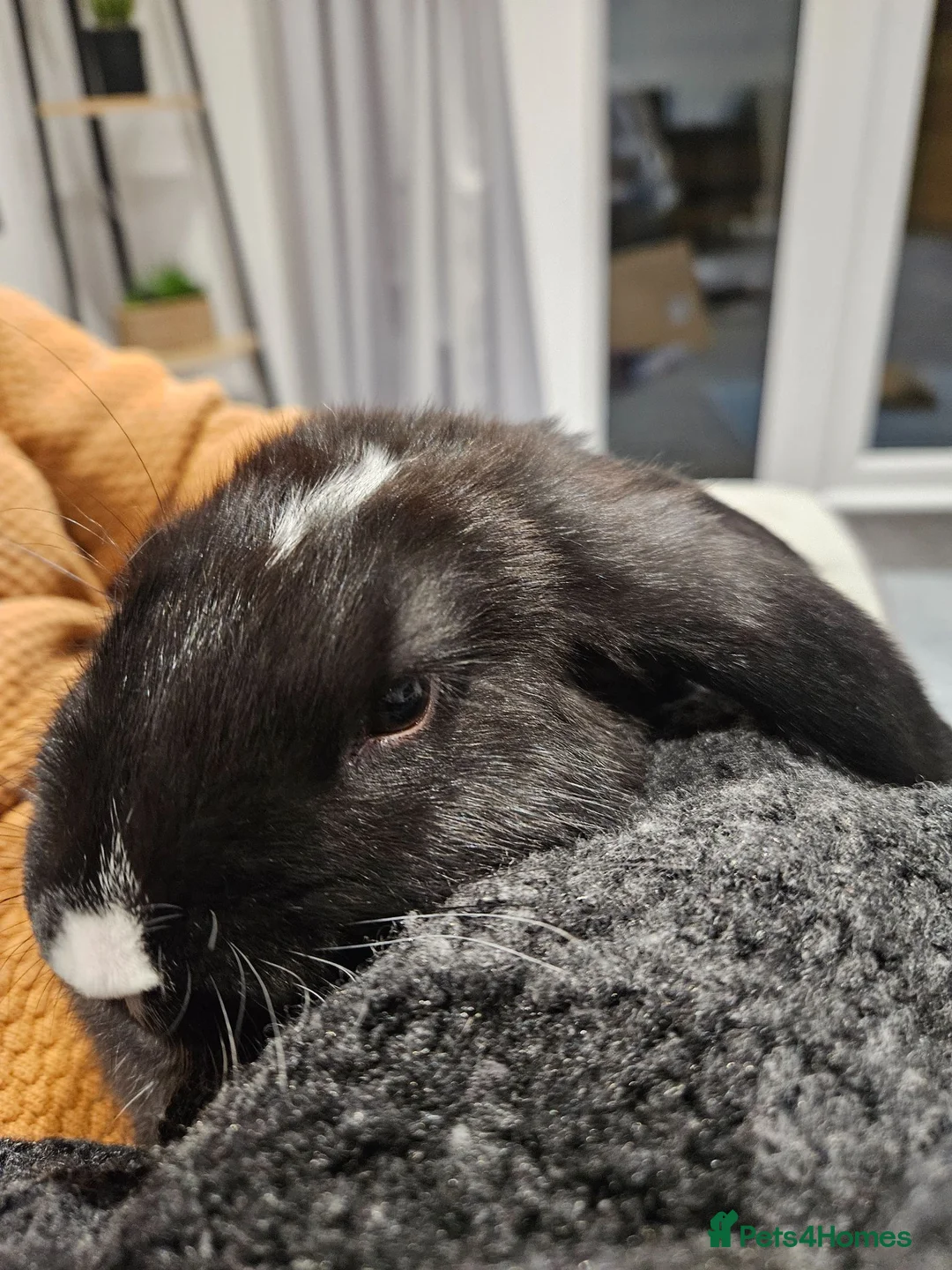 English Lop rabbits for sale: 2, 2 year old rabbits in Saint Leonards-on-sea - Advert 5