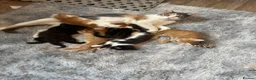 Mixed Breed cats for sale: 🐱 Beautiful calico Mixed Kittens - Advert 1