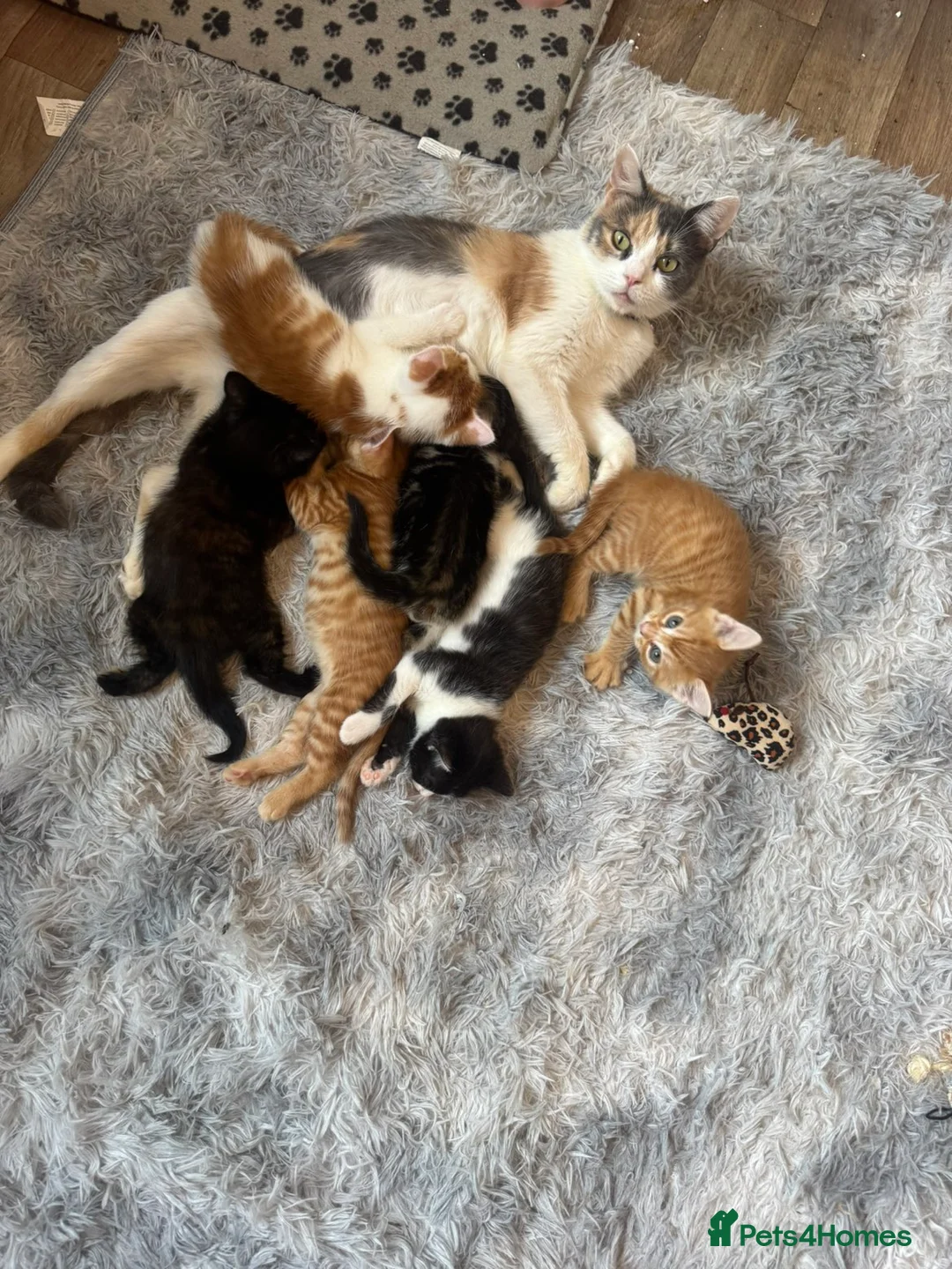 Mixed Breed cats for sale: 🐱 Beautiful calico Mixed Kittens - Advert 1