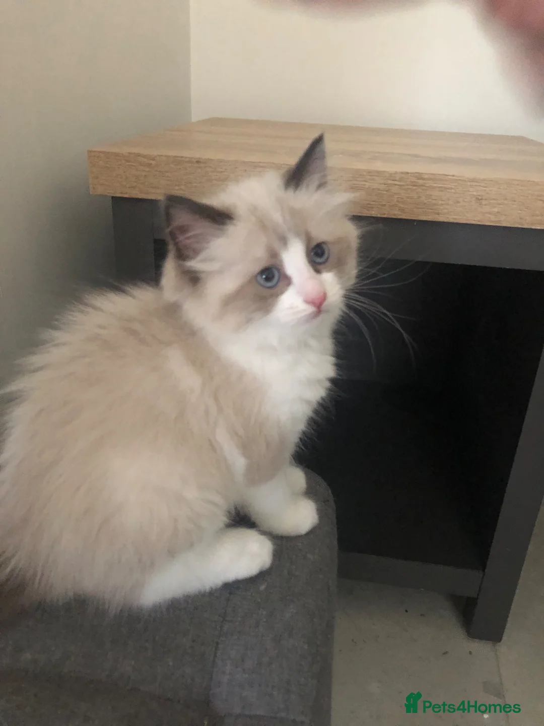 Ragdoll cats for sale: Beautiful Ragdoll kitties - Advert 1