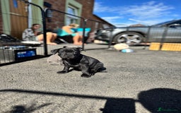Staffordshire Bull Terrier dogs for sale: Quality Black to blue Staffordshire bull terrier - Image 24