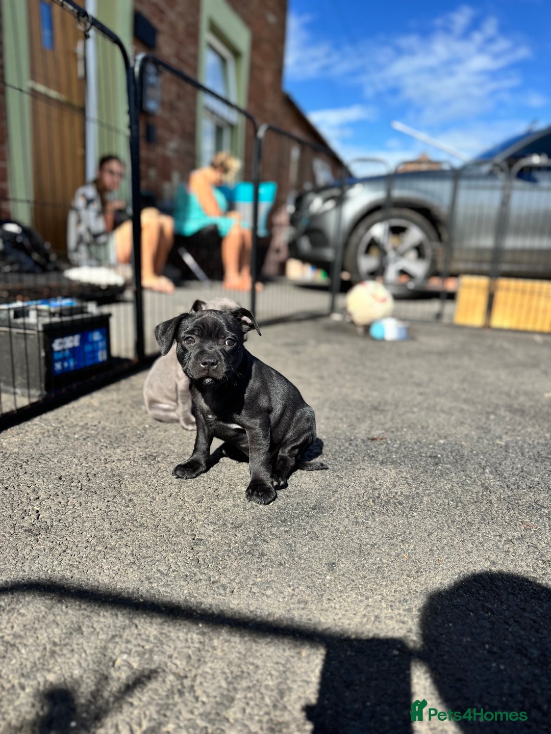 Staffordshire Bull Terrier dogs for sale: Quality Black to blue Staffordshire bull terrier - Image 24