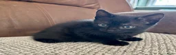 Mixed Breed cats for sale: Beautiful mixed bread kittens 🐈‍⬛  - Advert 5