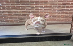 American Bully dogs for stud: Stud male  - Image 5