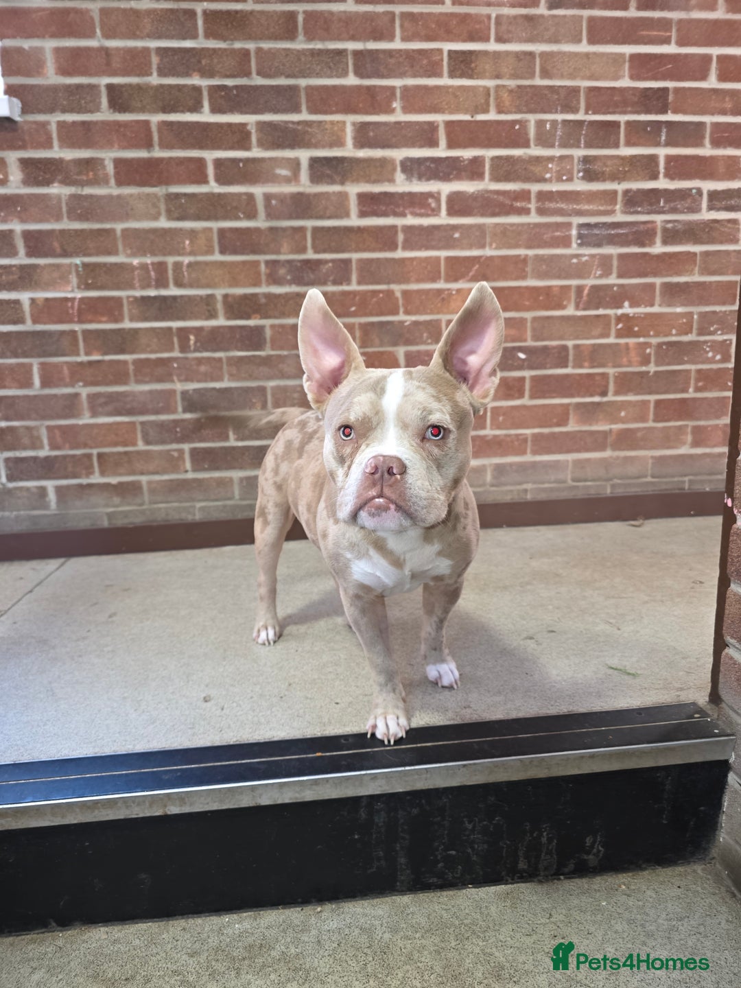 American Bully dogs for stud: Stud male  - Image 5