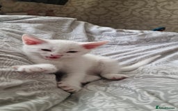 Mixed Breed cats for sale: White kitten boy. Ready to go now - Image 4