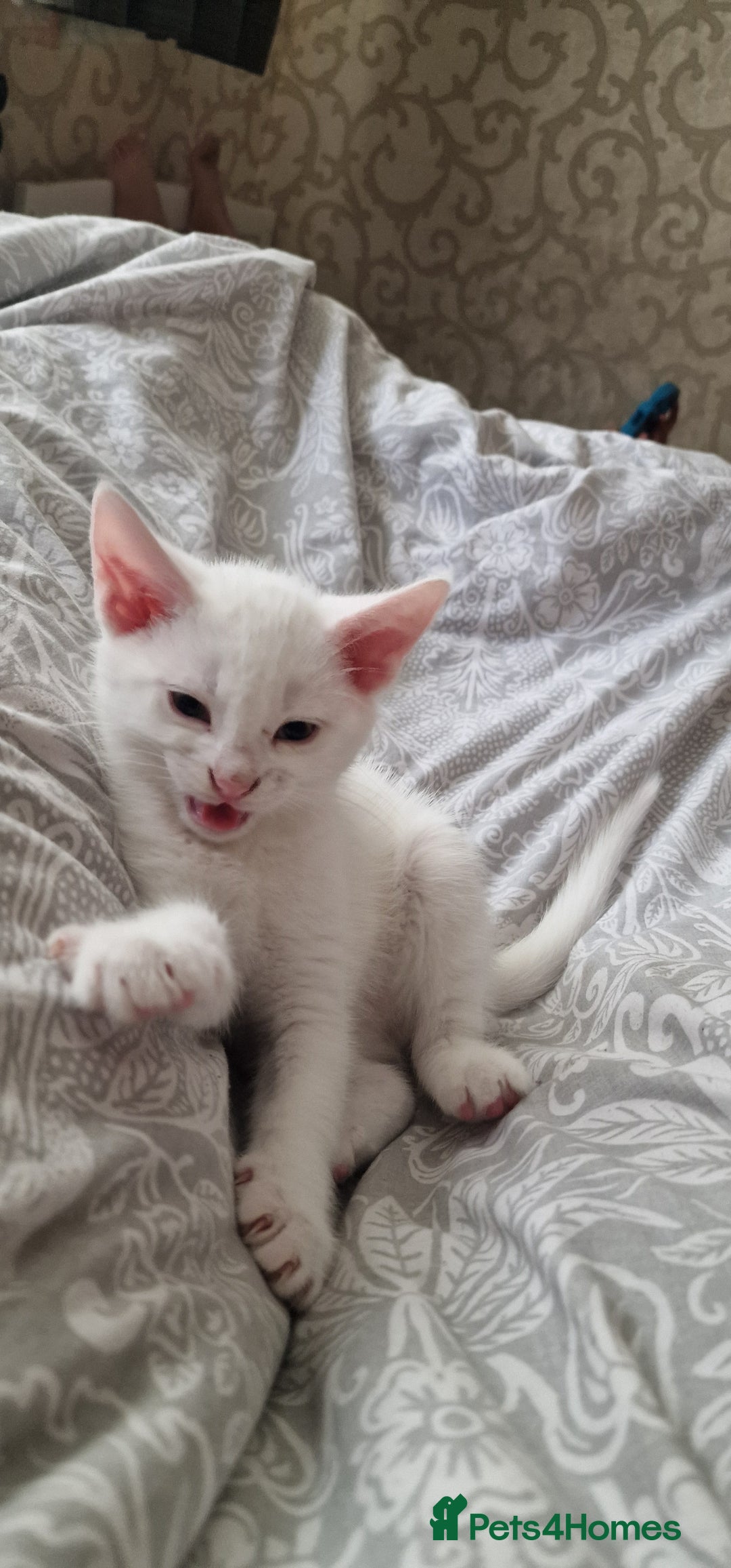 Mixed Breed cats for sale: White kitten boy. Ready to go now - Image 4