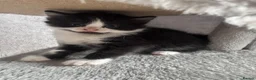Mixed Breed cats for sale: Stunning 5 week old kittens  - Advert 14