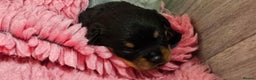 Rottweiler dogs for sale: Suberbly Bred KC Registered Rottweiler Puppies  - Advert 20