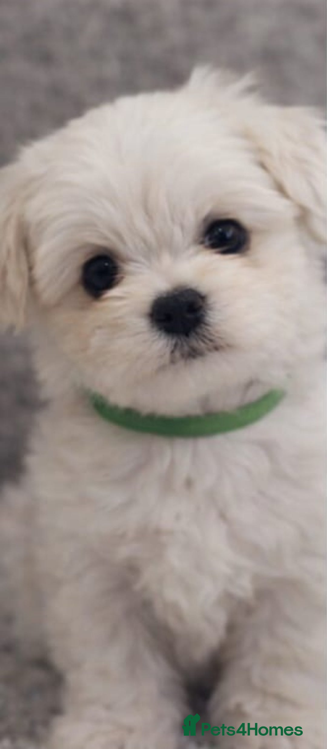Maltese dogs for sale: Beautiful Toy Size Maltese Puppies - Advert 6