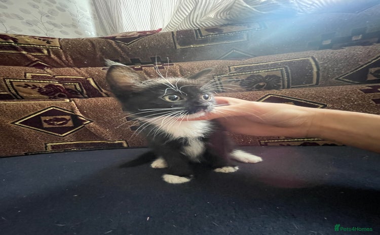 Turkish Angora cats - Advert 7