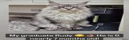 Maine Coon cats for sale: Family Raised Russian Maine Coons  - Advert 8