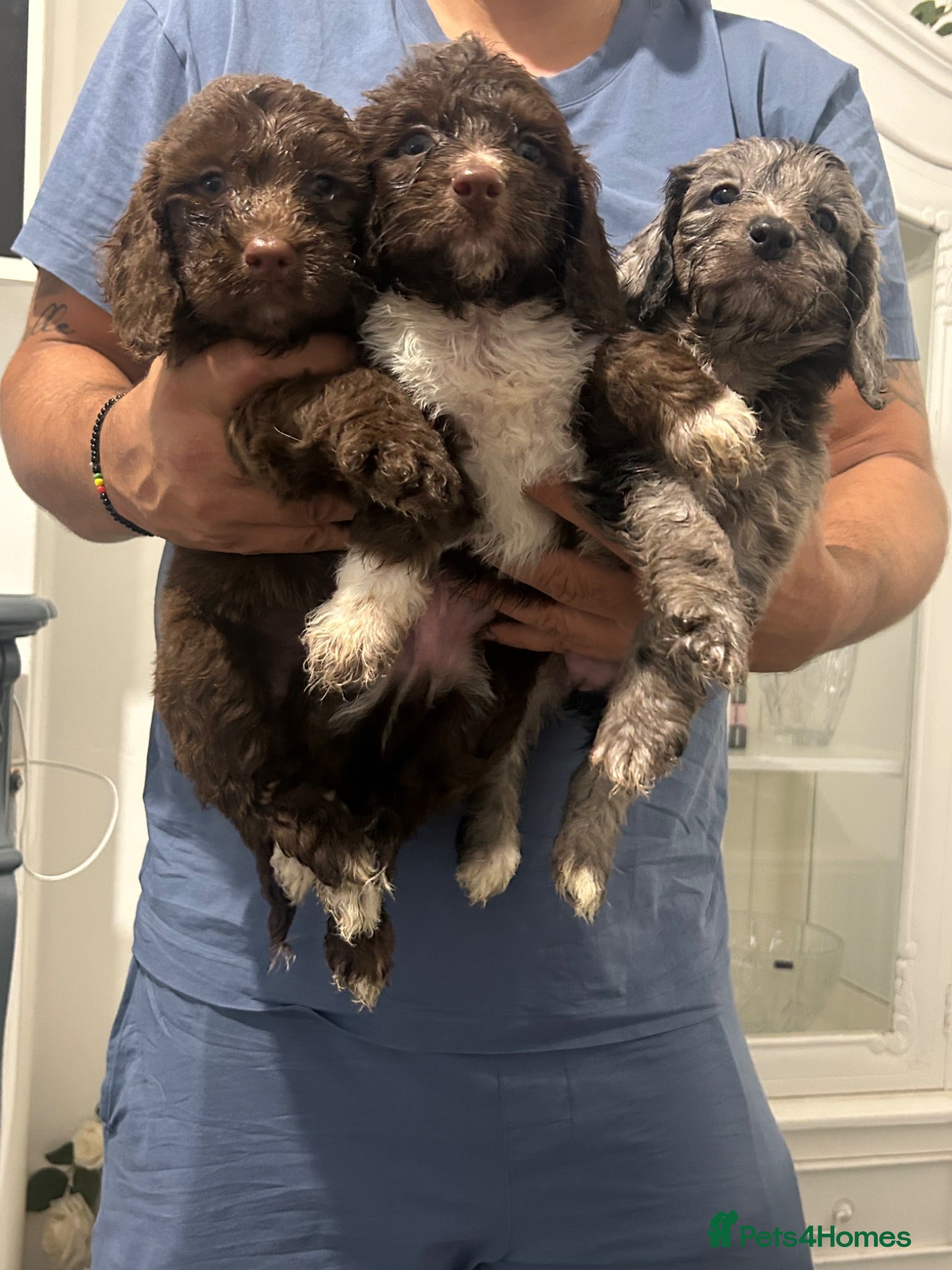 Cockapoo dogs F1 miniature cockerpoos health tested  - Advert 2