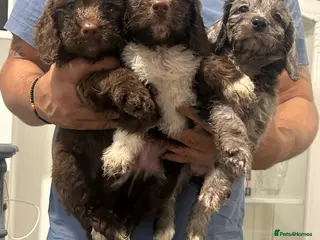 Cockapoo dogs F1 miniature cockerpoos health tested - Advert 2