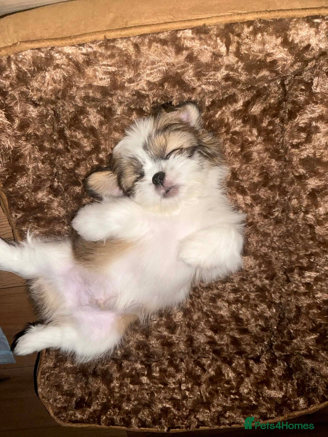 Shih Tzu dogs for sale: Beautiful Shih Tzu puppy - Advert 4