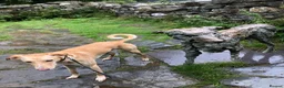 Mixed Breed dogs for sale: Loving 7 Year Old Lurcher - Advert 2