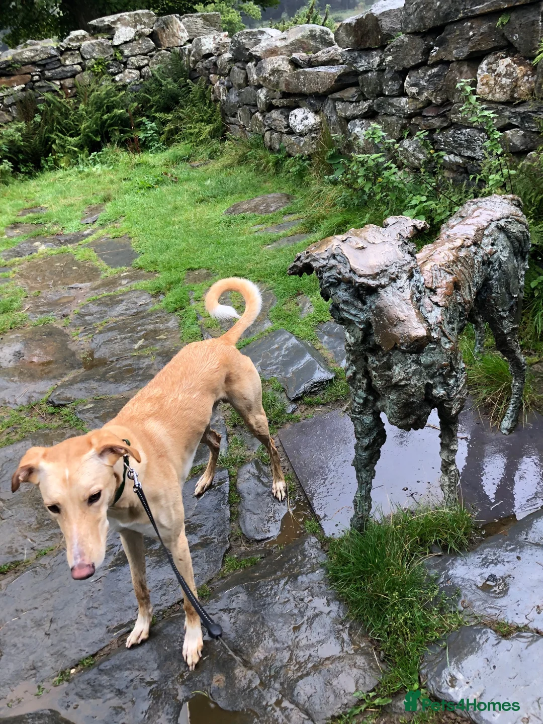 Mixed Breed dogs for sale: Loving 7 Year Old Lurcher - Advert 2