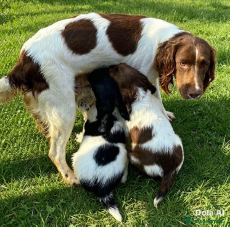 English Springer Spaniel dogs KC Registered Spaniel Puppies - Advert 1