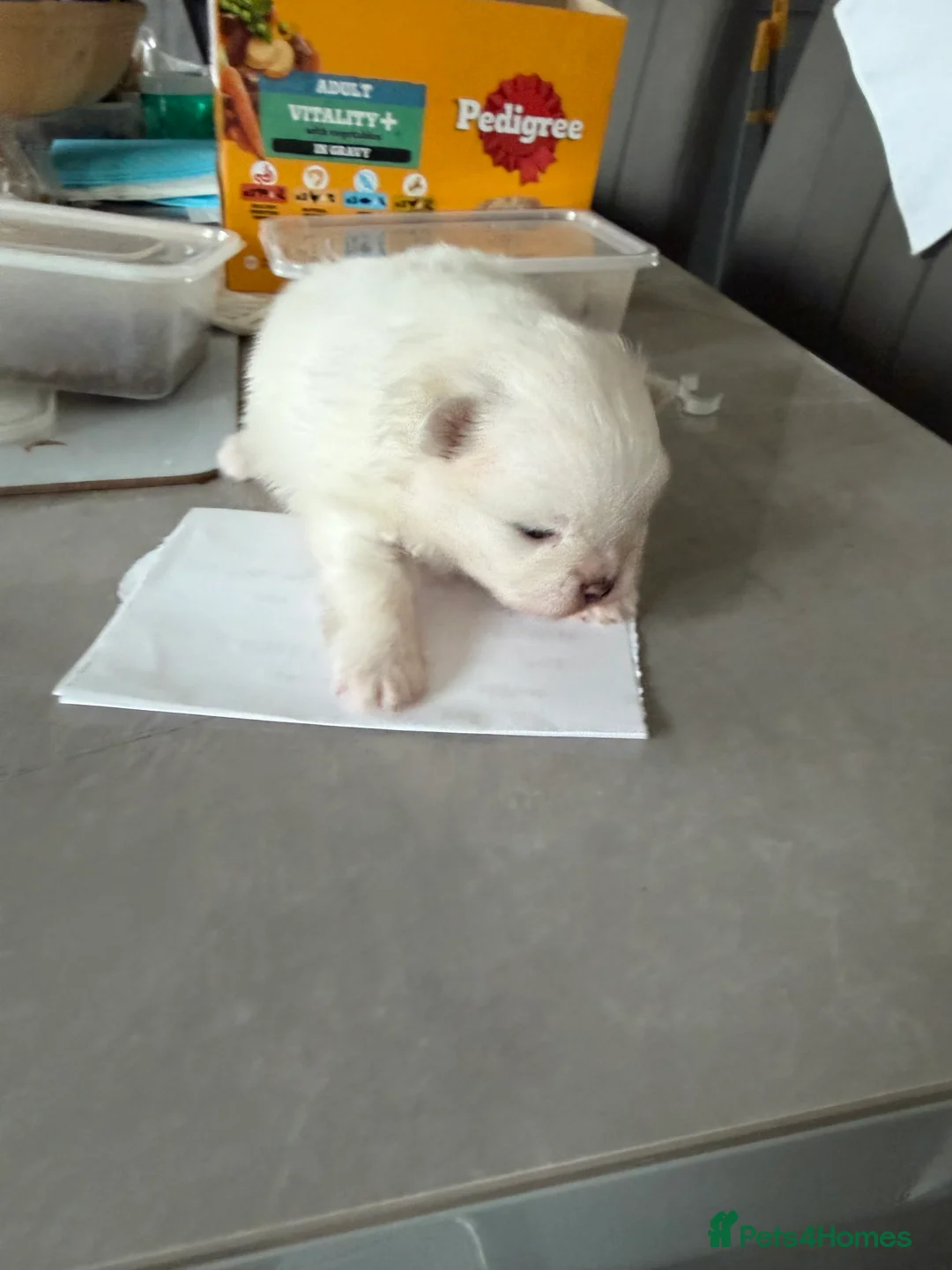 Pomeranian dogs for sale: KC Pomeranian white girl puppy for sale  - Advert 7