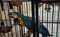 Macaws birds for sale: Bubbly, chatty and hilarious blue and gold macaw - Image 7