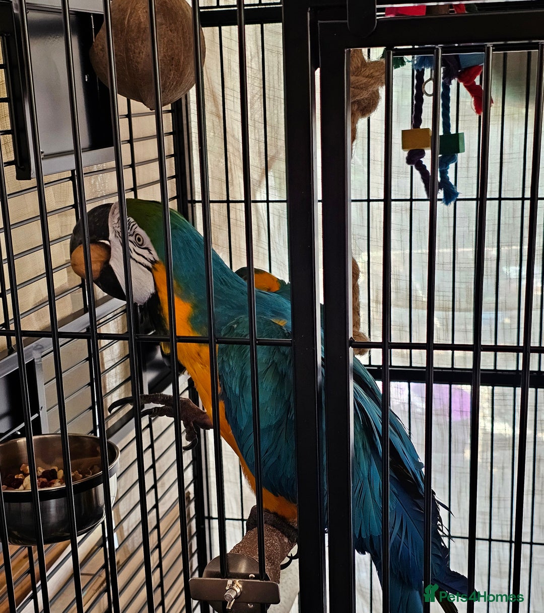 Macaws birds for sale: Bubbly, chatty and hilarious blue and gold macaw - Image 7