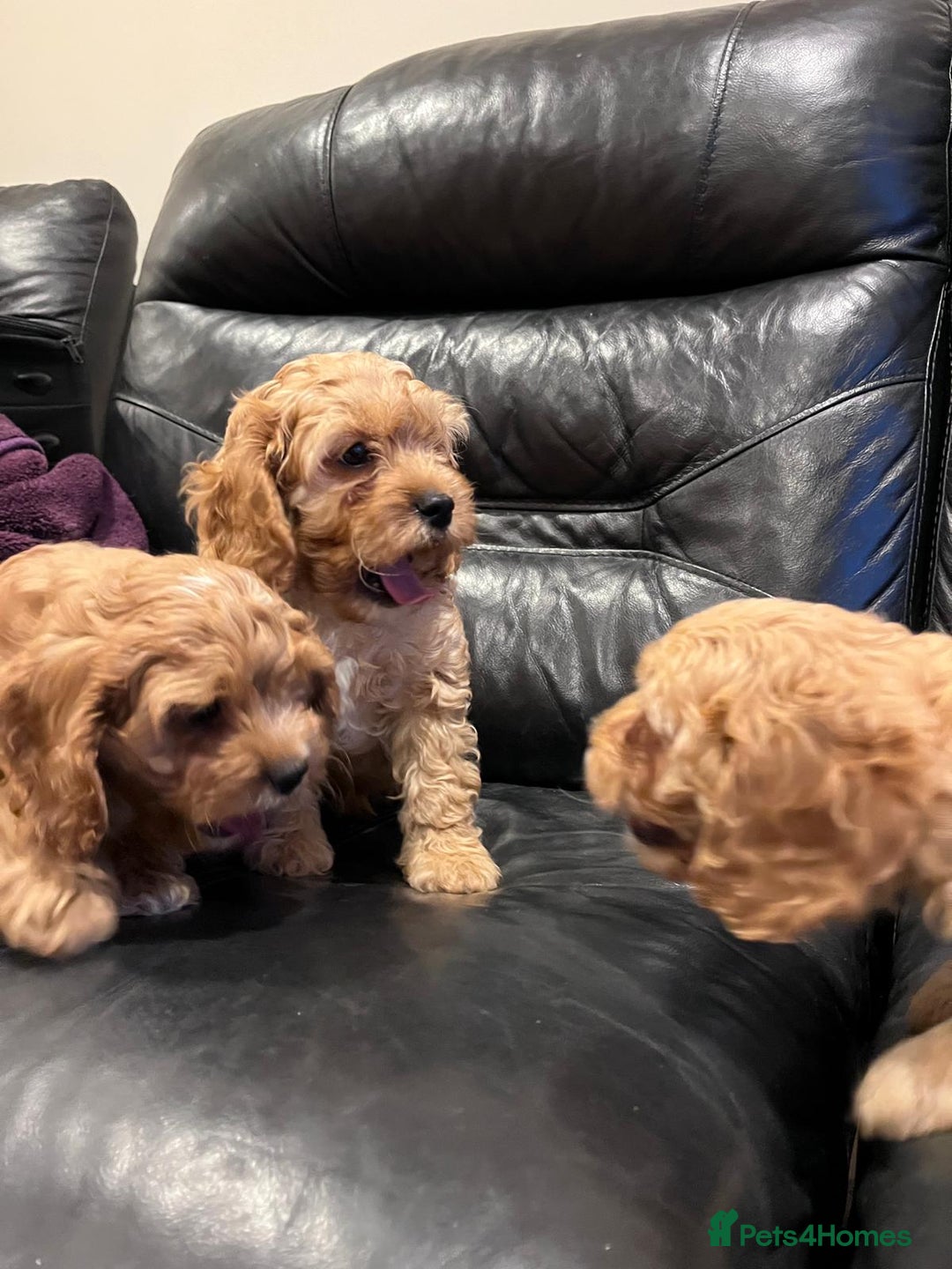 Cavapoo dogs for sale: F1 Cavapoo puppies - Image 7