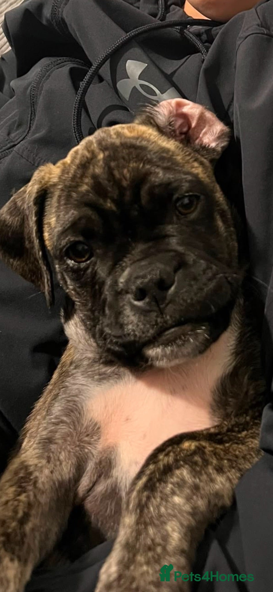 Mixed Breed dogs Mix , pug(dad) and staffy(mum) - Advert 1