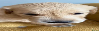 Golden flattie