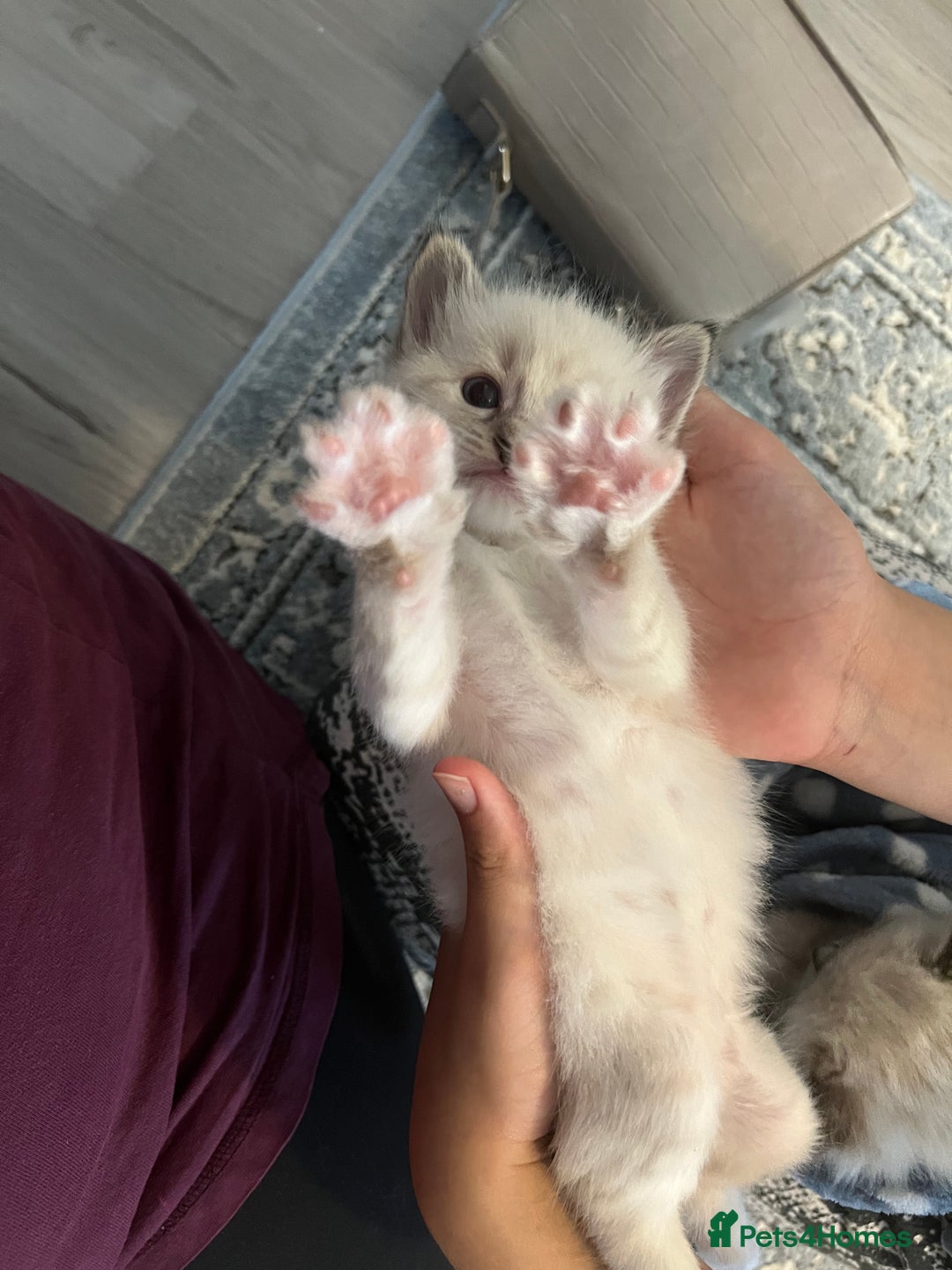 Ragdoll cats for sale: Ragdoll kittens  - Image 23