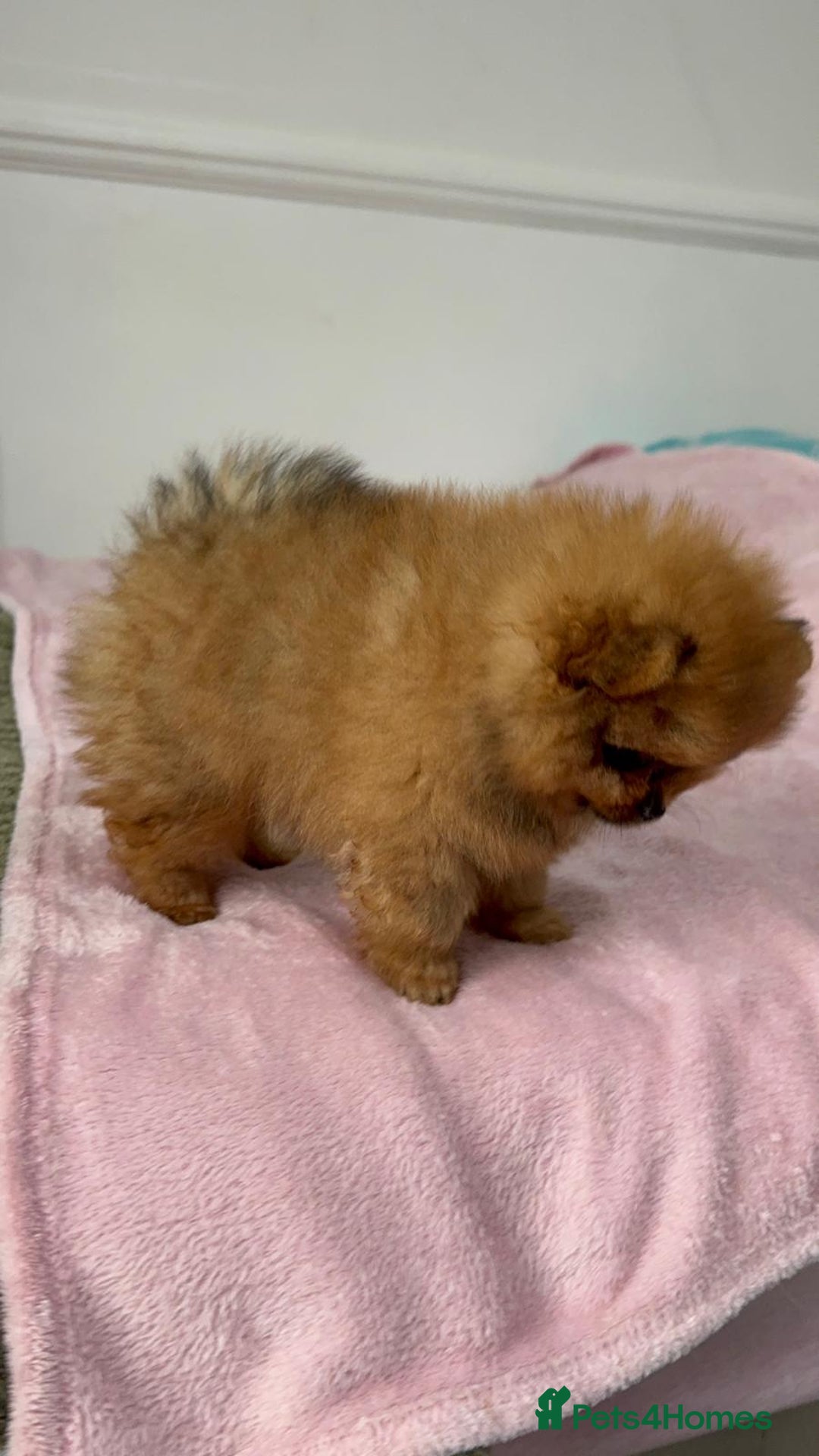 Pomeranian dogs for sale: Luxury puppy for sale - Advert 8