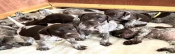 German Shorthaired Pointer dogs for sale: 🐾Last Boy Available! KC Registered GSP Puppy - Advert 3