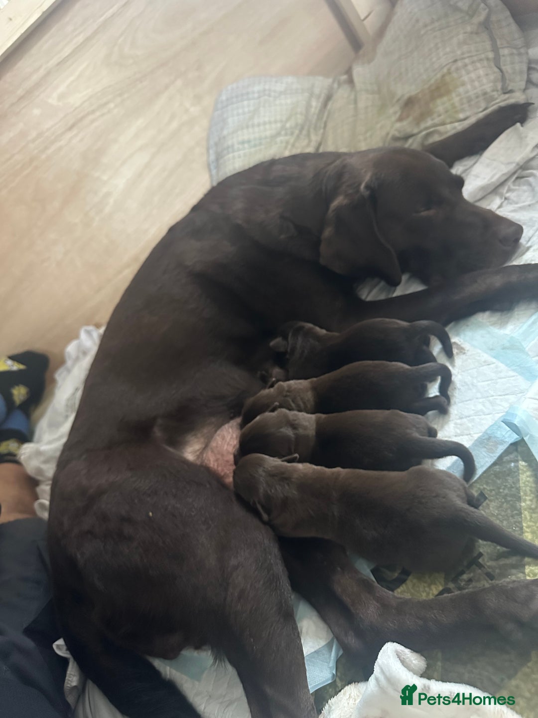 Mixed Breed dogs for sale: Chocolate Shepradors - Image 1