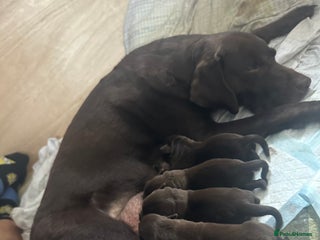 Mixed Breed dogs - Advert 27