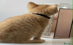 British Shorthair cats for sale: British Shorthair kittens - Image 4