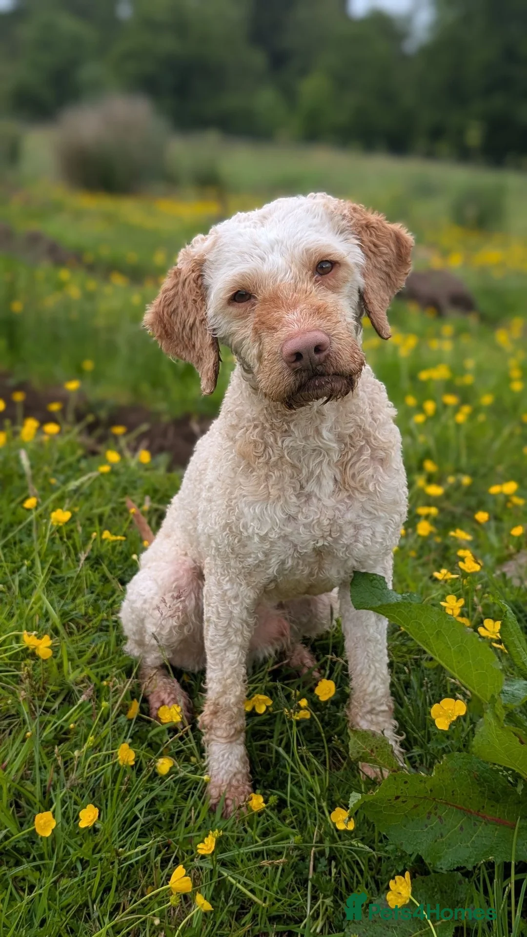 Lagotto Romagnolo dogs for sale: Lovely Lagotto Pups (KC Reg, imported breeding) - Advert 7