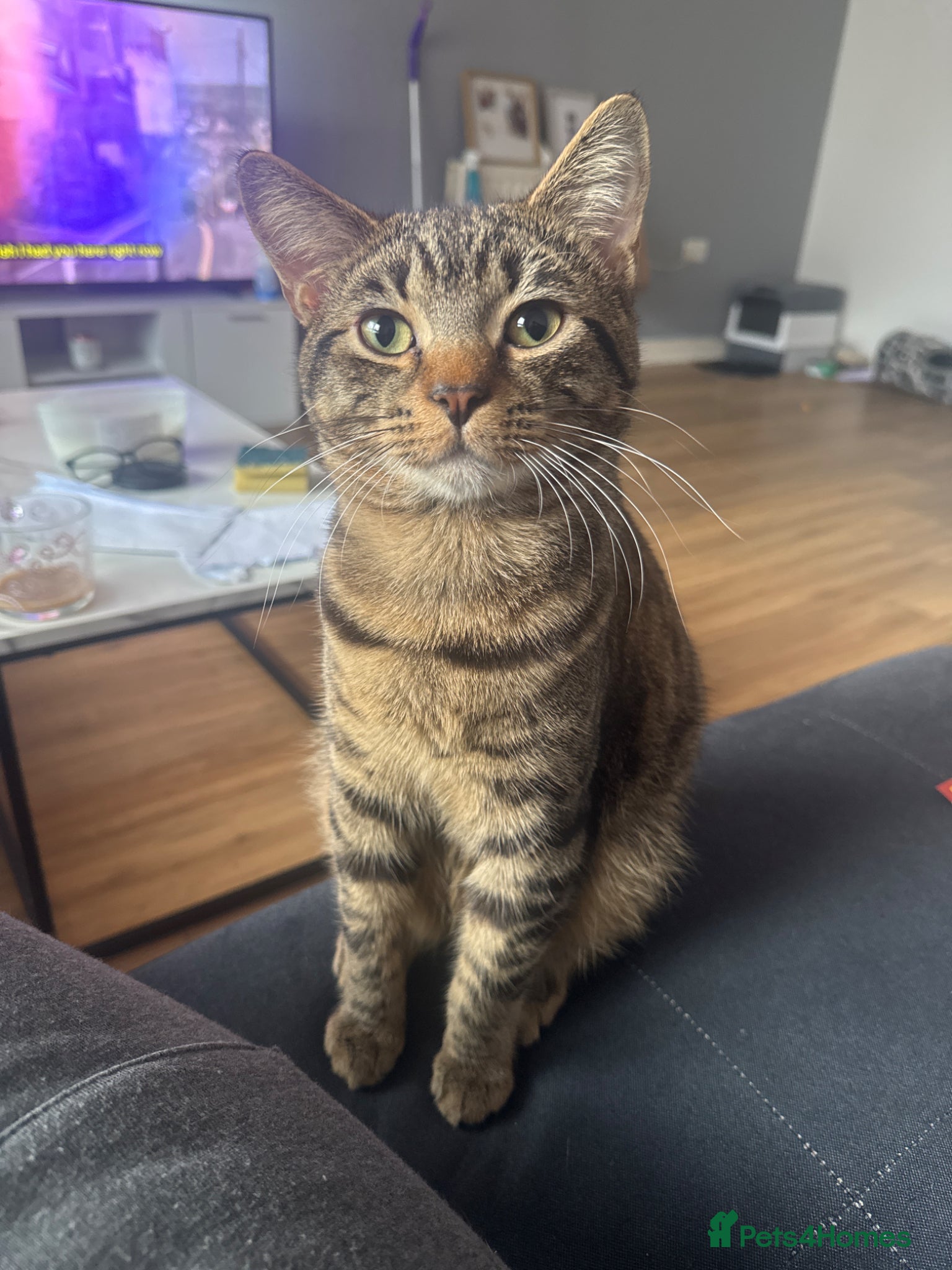 Mixed Breed cats Tabby cat  - Advert 3