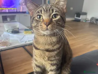 Mixed Breed cats Tabby cat - Advert 3