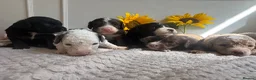 Cavapoo dogs for sale: DNA health tested Miniature Cavapoos 🌸  - Advert 16
