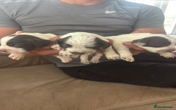 Cocker Spaniel dogs for sale: Cocker spaniel puppies  - Image 16